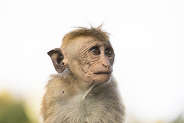Young, ugly looking Macaque Monkey, Kandy, Sri Lanka