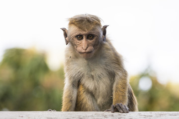 Young, ugly looking Macaque Monkey, Kandy, Sri Lanka