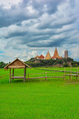 Rice paddy fields with small hut have beautiful mountain and temples at backdrop