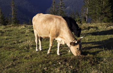 Fototapeta premium Beige cow and a young black bull are eating grass on the lawn in the mountains. Mammal grazing near trees.