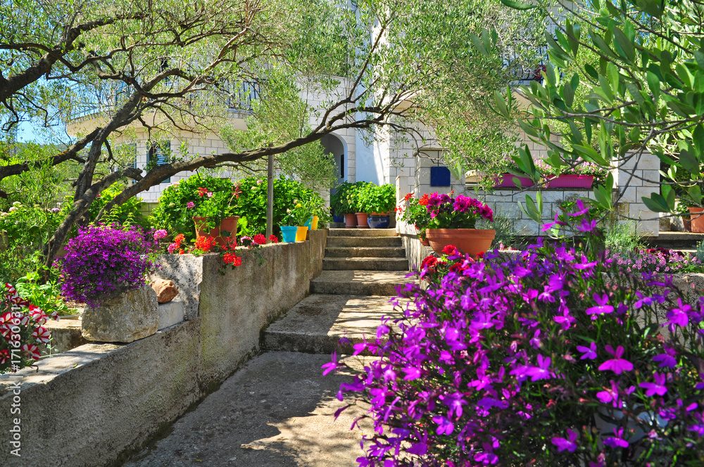 Wall mural beautiful flowers garden plants