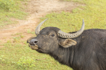 Asian water buffalo in Yala Nationalpark, Sri Lanka