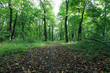 Obraz premium in the autumn forest