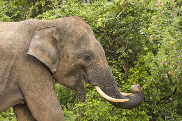 Wild elephant in Yala National Park eating leaves from a shrub, Sri Lanka