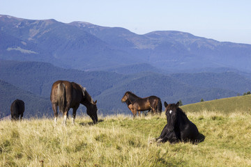 Brown horses eating grass near the trees in the mountains. Animals graze. Black horse with a white spot on his head sits on the grass in the meadow