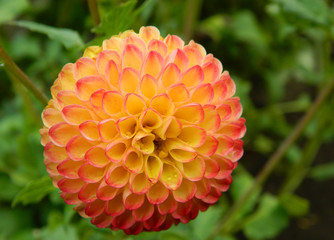 Dahlia Hearts close orange 