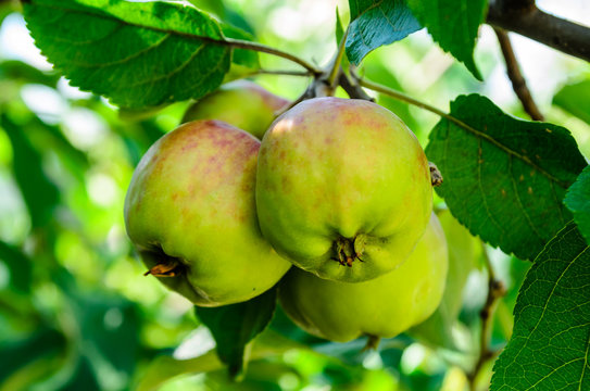 Apples on a branch of apple tree