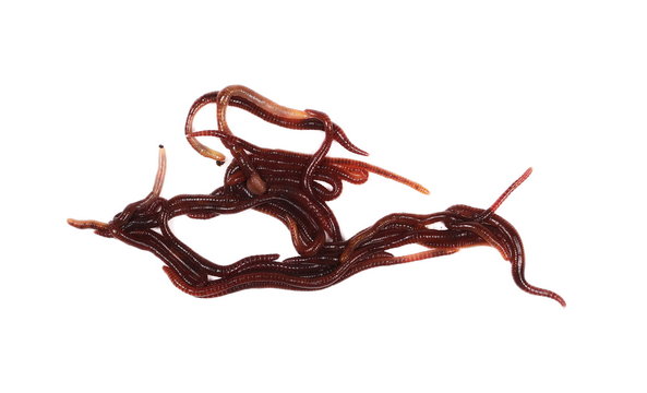Macro earthworm ( brandling worm, panfish worm, trout worm, tiger worm,  red wiggler worm, red californian earth worm),  isolated on white background, Eisenia fetida