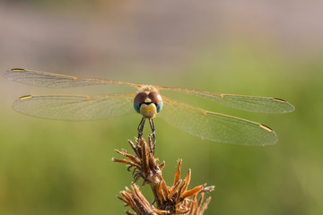 A Beautiful Dragonfly Resting on a Plant in Late Summer