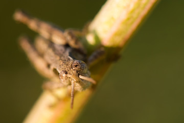 A Grasshopper Preparing for the Great Jump