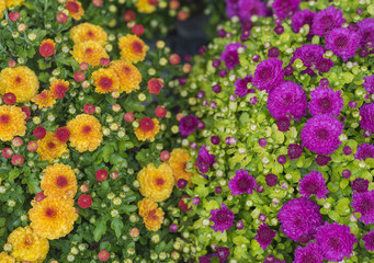 pink and yellow Chrysanthemum flower background