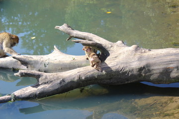 Fototapeta premium Funny monkeys - Givskud zoo safari - Jylland, Denmark