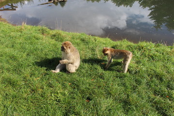 Funny monkeys - Givskud zoo safari - Jylland, Denmark