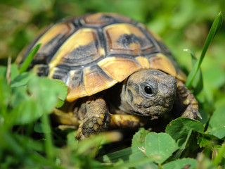 Young tortoise wandering throuph the green grass