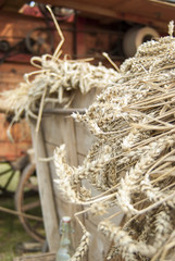 Naklejka premium Nahaufnahme von gemähtem Weizen auf einem Wagen vor historischer Dreschmaschine, Closeup of mown wheat on a cart in front of historical thresher