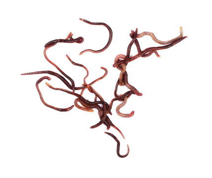 Macro earthworm ( brandling worm, panfish worm, trout worm, tiger worm,  red wiggler worm, red californian earth worm),  isolated on white background, Eisenia fetida