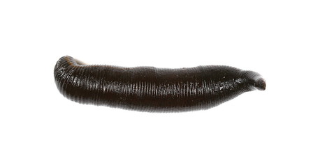 Medical leech isolated on white background