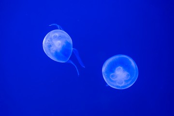 Blue jellyfish swim to light in the aquarium, Fluorescent jellyfish.