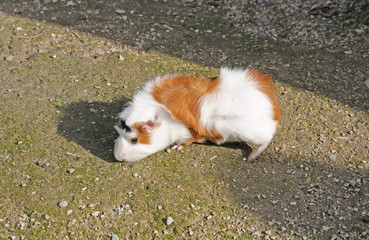 braun-weißes Rosettenmeerschweinchen