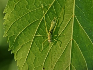 Von Entomophaga grylli befallene Südliche Eichenschrecke (Meconema meridionale)
