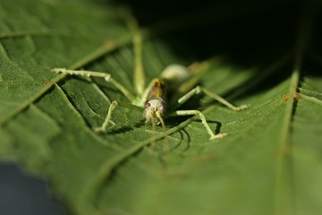 Von Entomophaga grylli befallene Südliche Eichenschrecke (Meconema meridionale)

