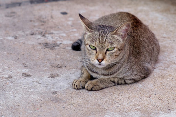 Naklejka na ściany i meble Homeless stray cat sit on the floor and looking straight to the camera with a bit upset.