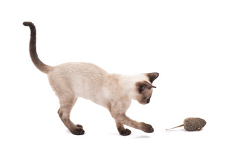 Side view of a young Siamese cat swatting at a toy mouse, on white