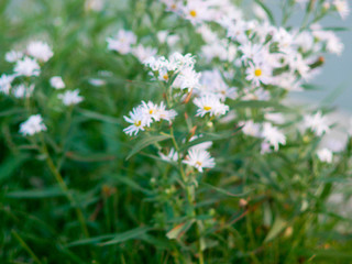 White Flowers 2