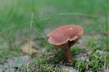 Mushroom in the forest