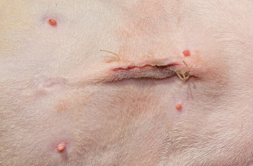 Closeup of a sutured incision on a young cat's abdomen a day after spay surgery, with ends of stitches sticking out
