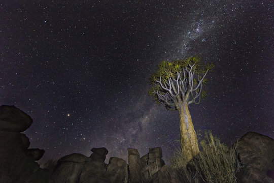 Quiver Tree and Milky Way