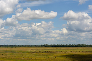 The flat and bright summer landscape in Ukraine. A shot against a blue sky with white clouds