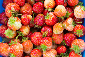 A handful of fresh strawberries in a blue container