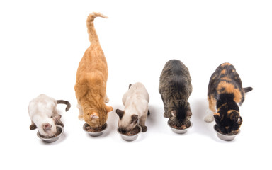 Three adult cats and two kittens eating out of metal bowls, on white background