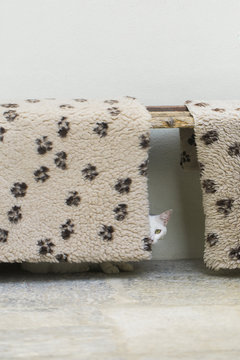 White cat idea behind pets carpet hanging from bench outdoors