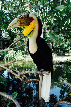 Amazing Bird