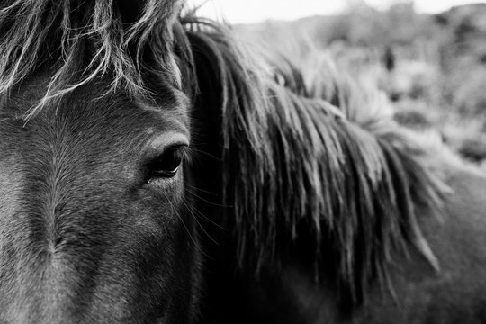 Close Up of Wild Horse Eye in Black and White