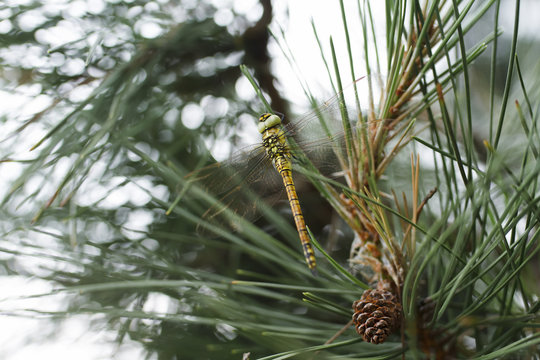 Dragonfly on a pine tree