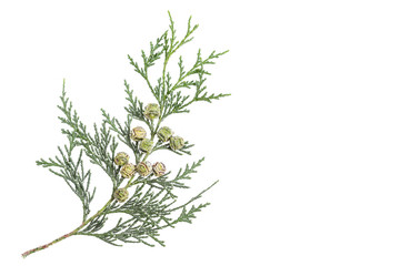 Twig branch of cypress with cones isolated on white background