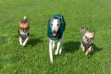 Three dogs running