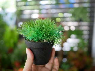 small plastic plant in pot on finger with beautiful bokeh background for decoration to shop or house