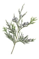 Twig branch of cypress with cones isolated on white background