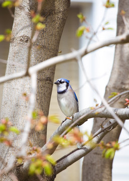 Beautiful blue jay bird sitting serenely on a branch.