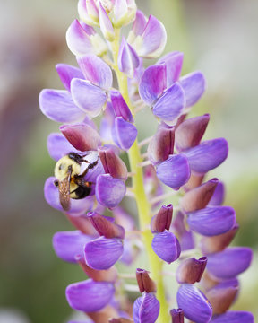 Yellow and black bee foraging for nectar on a backlit purple flower