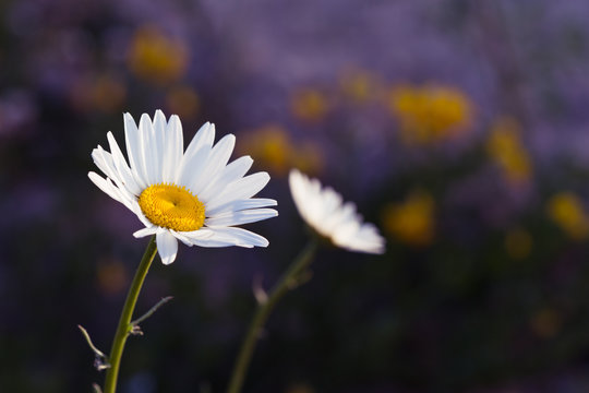 A yellow and white dandelion flower with other faded flowers in the background