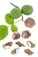 Green and ripe walnuts. Walnut leaves, on white background