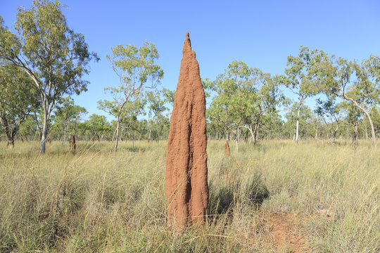 Termite Mound. Northern Territory. Australia.