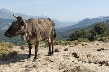 brown cow freely roaming on mountain meadow in Corsica