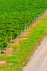 Elevated View of Rows of Lush Grape Vines in a Vineyard with Wooden Posts