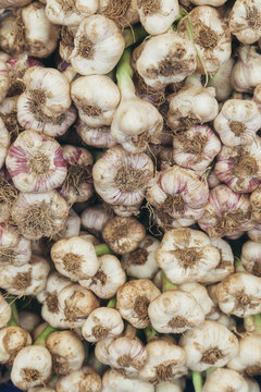 Garlic